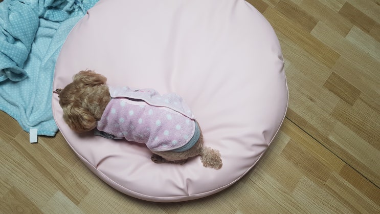  강아지마약쿠션 실리데일리 핑크핑크 폭신폭신