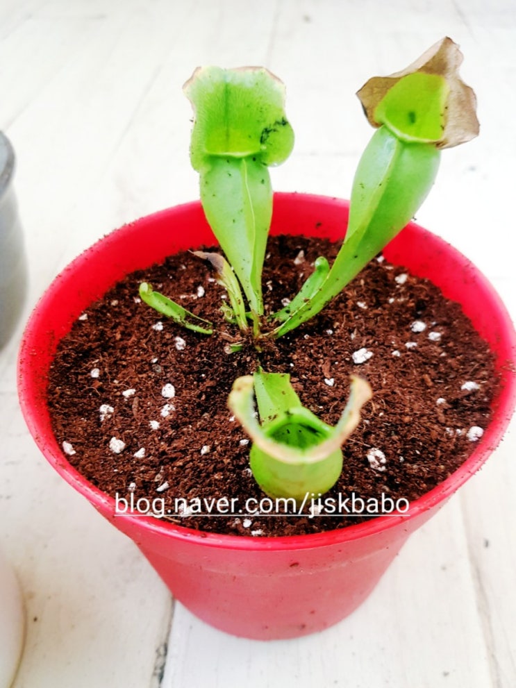  식충식물 퍼포리아 키우기 및 관리법:)