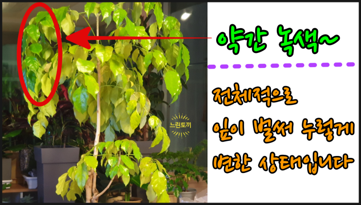   심각한 상태의 "녹보수"