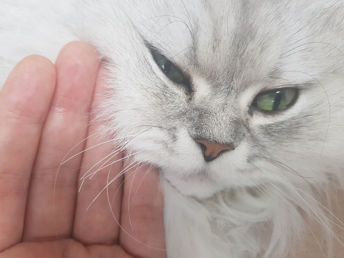  고양이 수염 자르면 활동하는데에 어려움이 생겨요