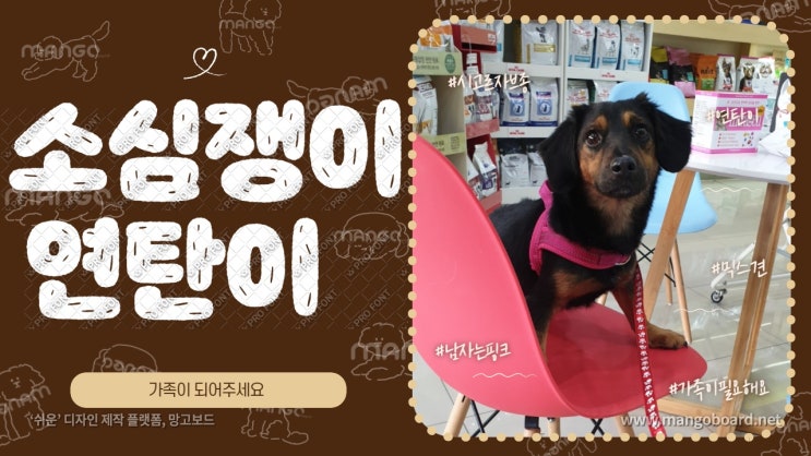 유기견입양. 셰퍼드 닮은 벽강보호소 소심쟁이 연탄이의 가족이 되어주세요. 유기견입양. 셰퍼드 닮은 벽강보호소 소심쟁이 연탄이의 가족이 되어주세요.