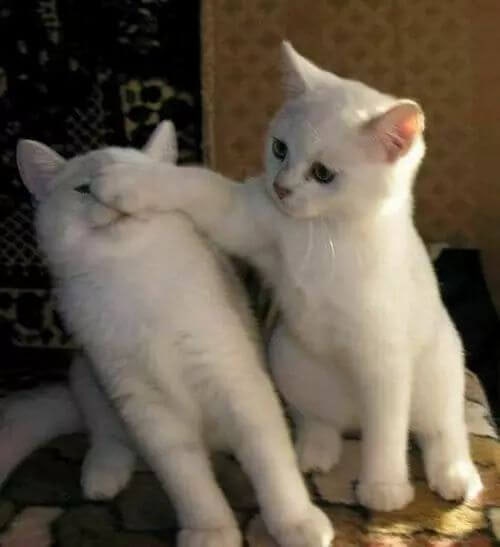 귀여운 강아지 고양이 동물 짤 모음 (+고양이커플프사) : 네이버 블로그 귀여운 강아지 고양이 동물 짤 모음 (+고양이커플프사) : 네이버 블로그