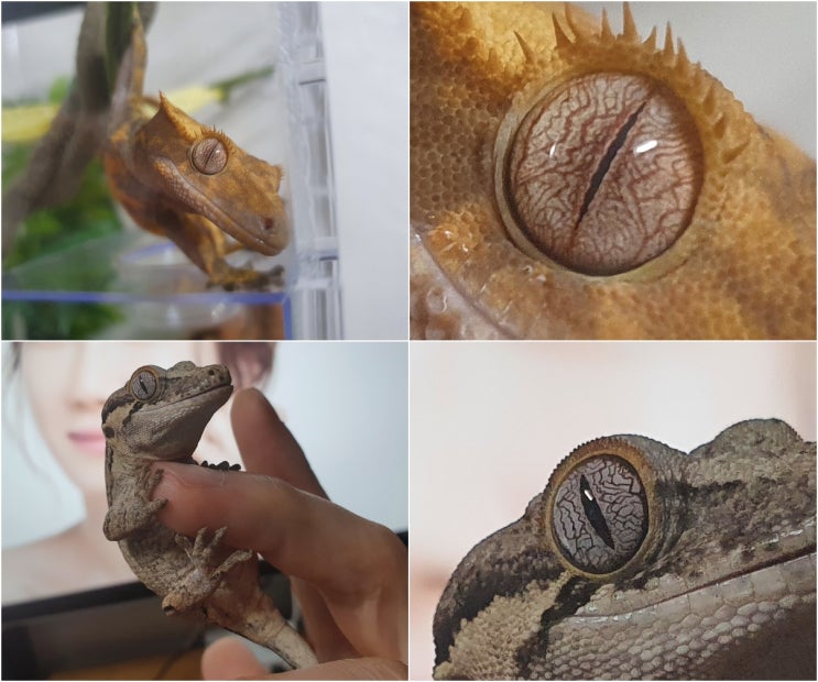  크레스티드게코와 가고일게코의 눈알 색과 무늬 비교