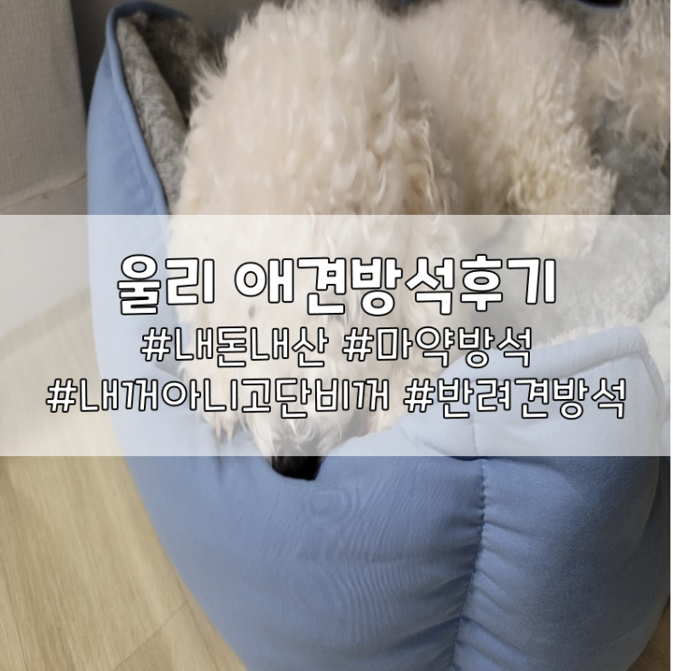  단비찡을 위한 애견방석, 푹신하니 좋네용