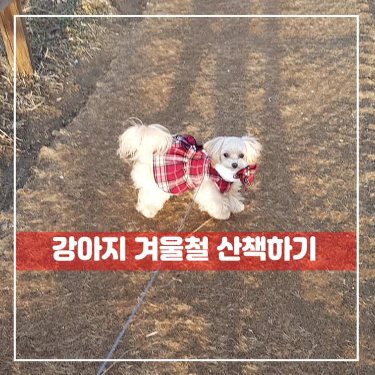  강아지 겨울산책 주의사항 염화칼슘 감기 조심