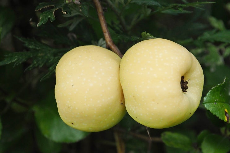 열매사진(19) 산당화(명자나무) 열매