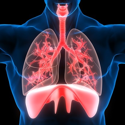 폐건강에 도움이 되는 기체조,호흡,명상