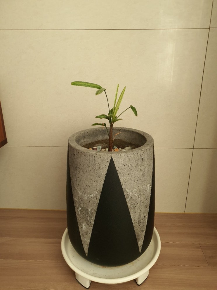  공기정화식물_무늬관음죽