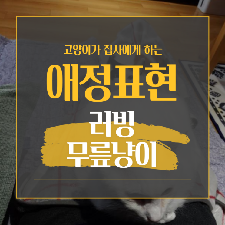  고양이들이 집사에게 하는 애정 표현,  러빙(rubbing)과 무릎냥이