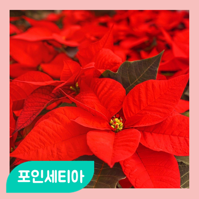  겨울을 싫어하는 포인세티아