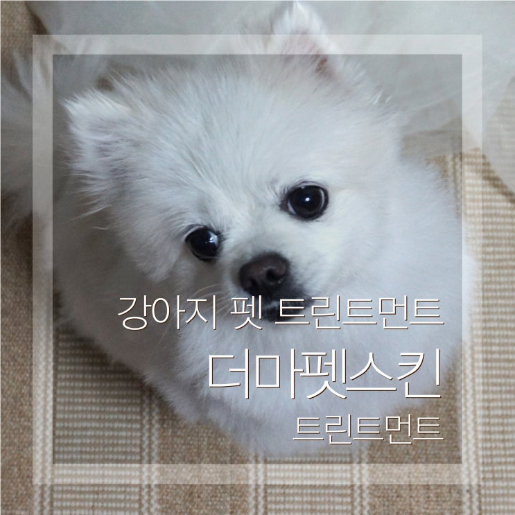  강아지 린스 추천 토브토다 샴푸 트린트먼트 좋네요