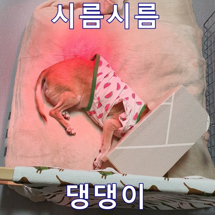  시름시름 댕댕이 편