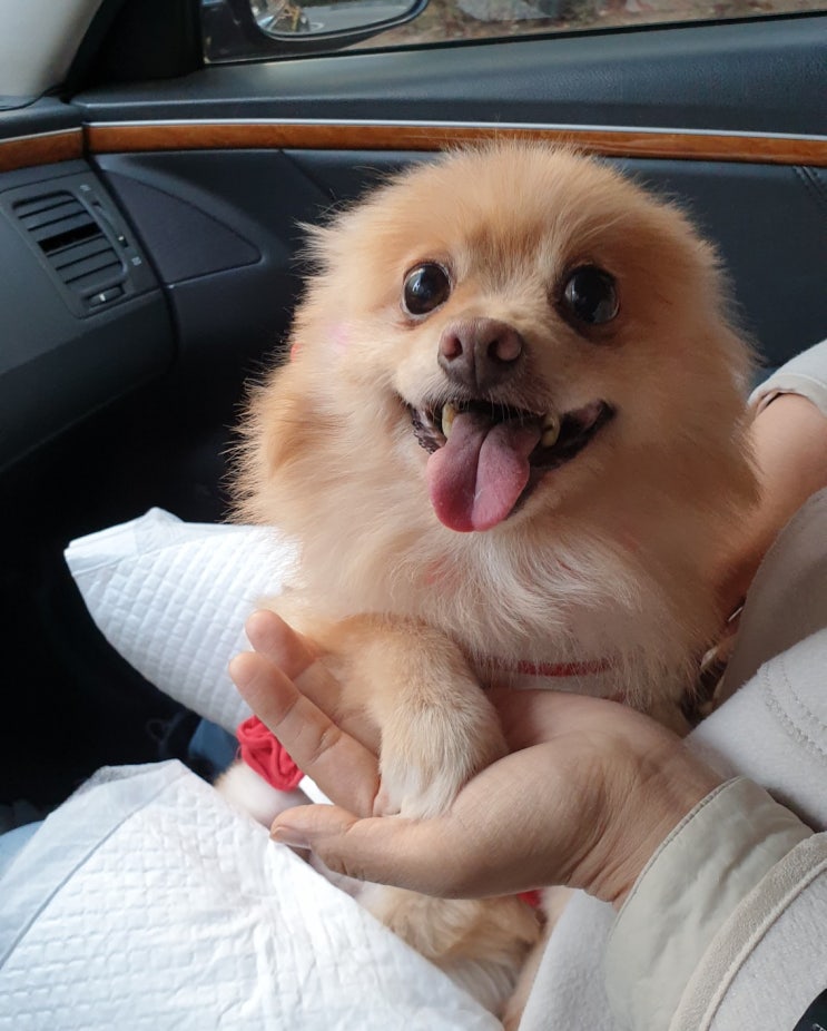 입양후기. 노견 포메라니안 슬기는 역전의 여왕 입양후기. 노견 포메라니안 슬기는 역전의 여왕