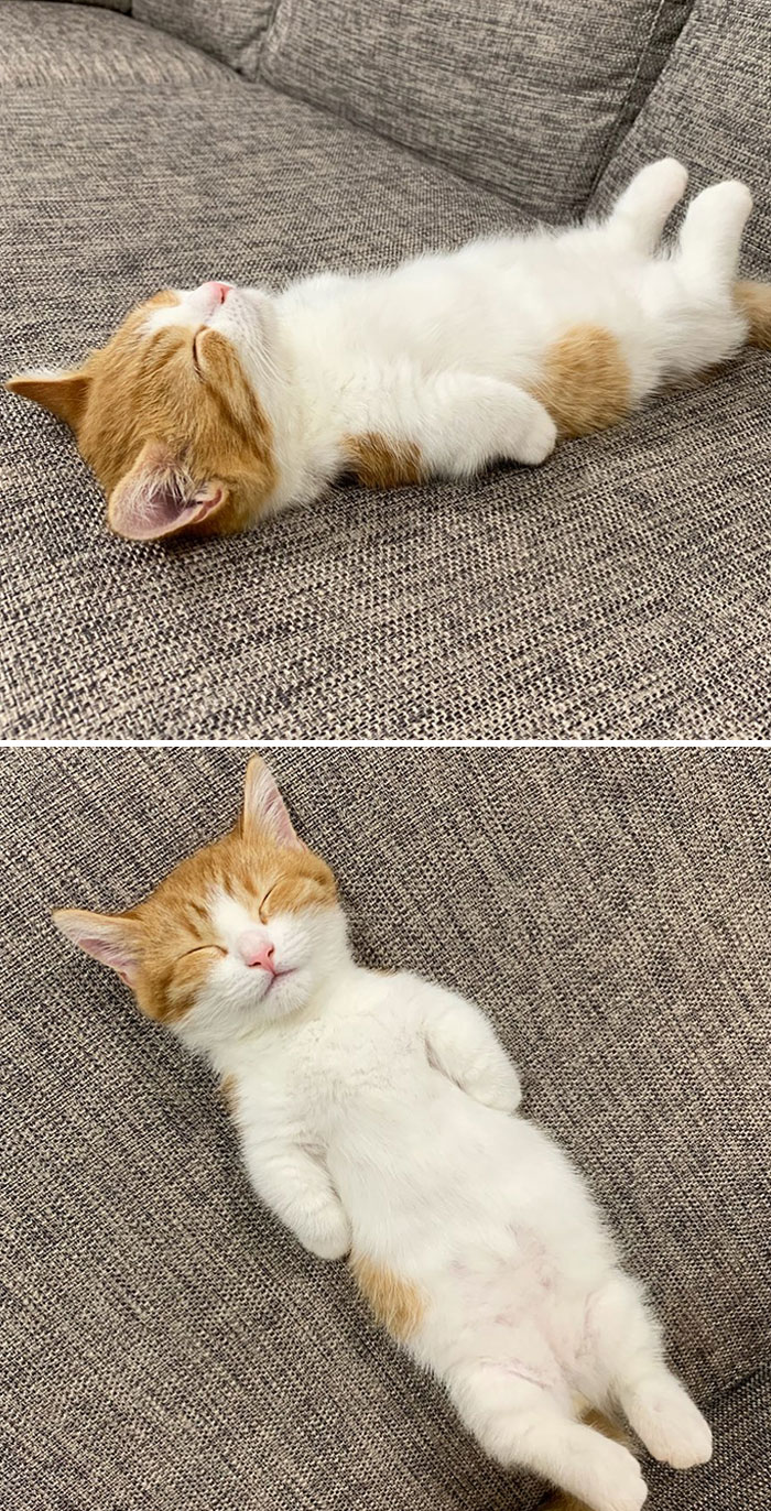  꿀잠자는 고양이, 아기고양이, 아깽이들 보러오세요~