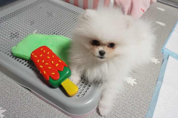  새 가족이 생겼어요. 아기 포메라니안 키우기 With. molly