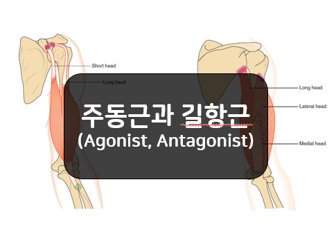  주동근(Agonist)과 길항근(Antagonist)의 역할 알아보기!!