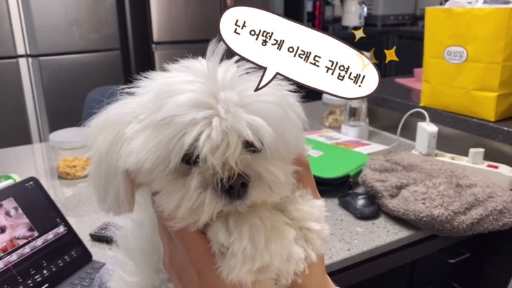  미용 전과 후가 너무 다른 강아지, 이슬이