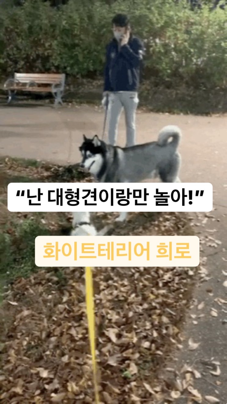  '어디서 봤는데 무슨 강이지이지?' feat 웨스트 하이랜드 화이트 테리어 , 털 안빠지는 강아지, 특수견, 개종류