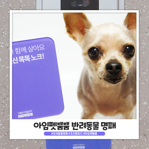 반려동물 어플 아임펫뿜뿜에서 반려동물 명패 받아보세요! 반려동물 어플 아임펫뿜뿜에서 반려동물 명패 받아보세요!