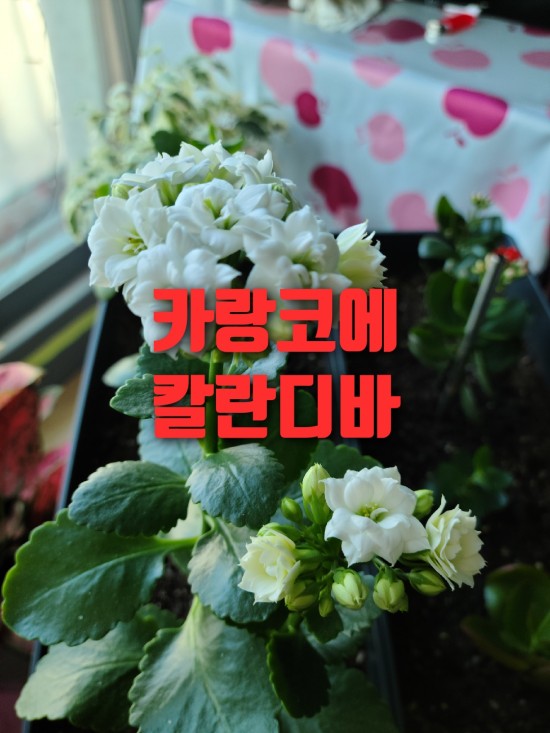 카랑코에 칼란디바 키우기 가지치기 후 삽목 월동중  꽃피우기