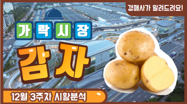 경매사가 알려드립니다. 12월3주차 가락시장 감자 유통현황!
