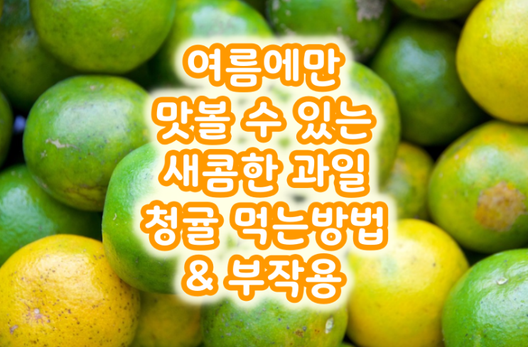  여름에만 맛볼 수 있는 새콤한 과일 청귤 먹는 방법 & 부작용