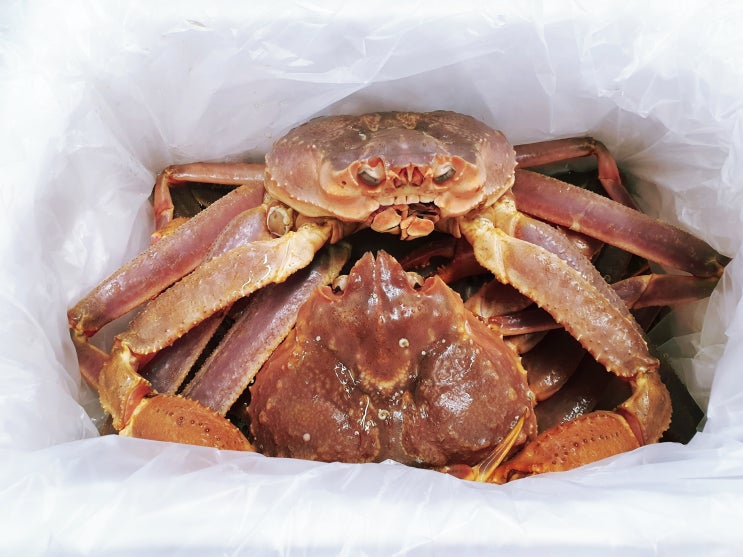  러시아산 대게찜 후기 (속초 사라수산)