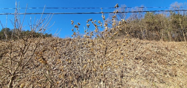  블로그도전몽양 여운형 선생의 기념관