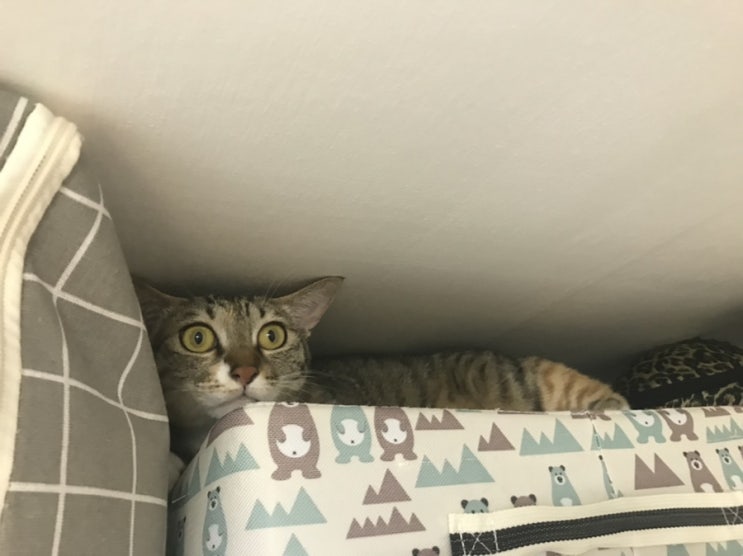 원룸에서 고양이 키우기란.. 원룸에서 고양이 키우기란..