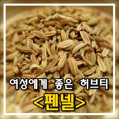 여성에게 좋은 허브티 펜넬 여성에게 좋은 허브티 펜넬