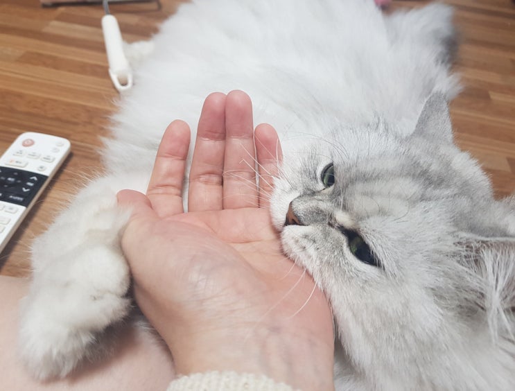  고양이 무는 버릇 집사와 놀고 싶다는 표현일 수 있어요