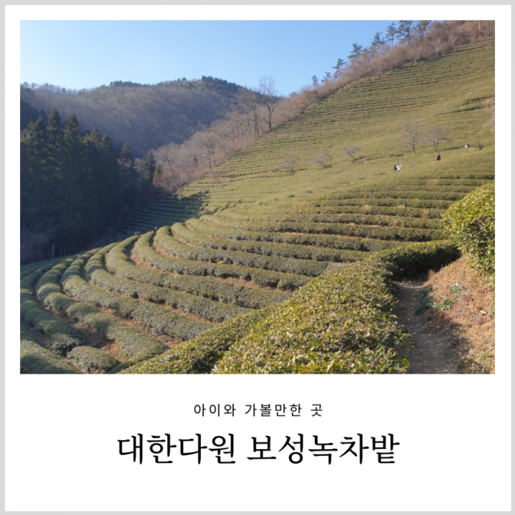 보성 녹차밭 겨울은 여전히 초록빛(대한다원 입장료,녹차 시음,아이랑 유모차 여행)