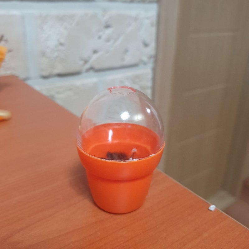 [ 다이소 미니화분 키우기 2달차 ] 라벤더 키우기 ~ !!