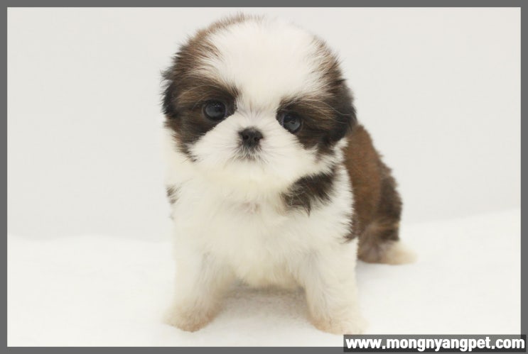  시츄분양! 은근 통통 튀는 매력이 있어!
