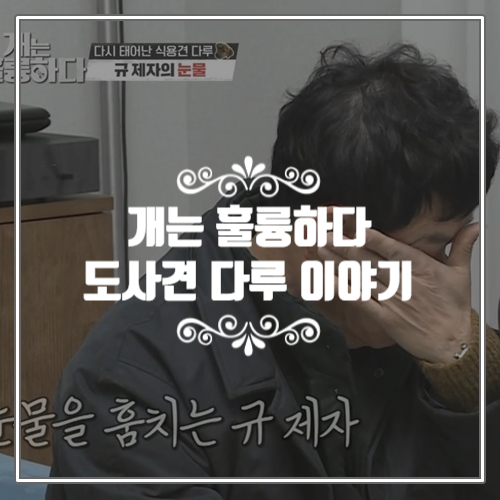  개는 훌륭하다, 모두가 눈물 흘린 도사견 다루