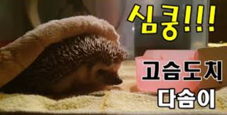  [고슴도치] 다솜이를 소개합니다.