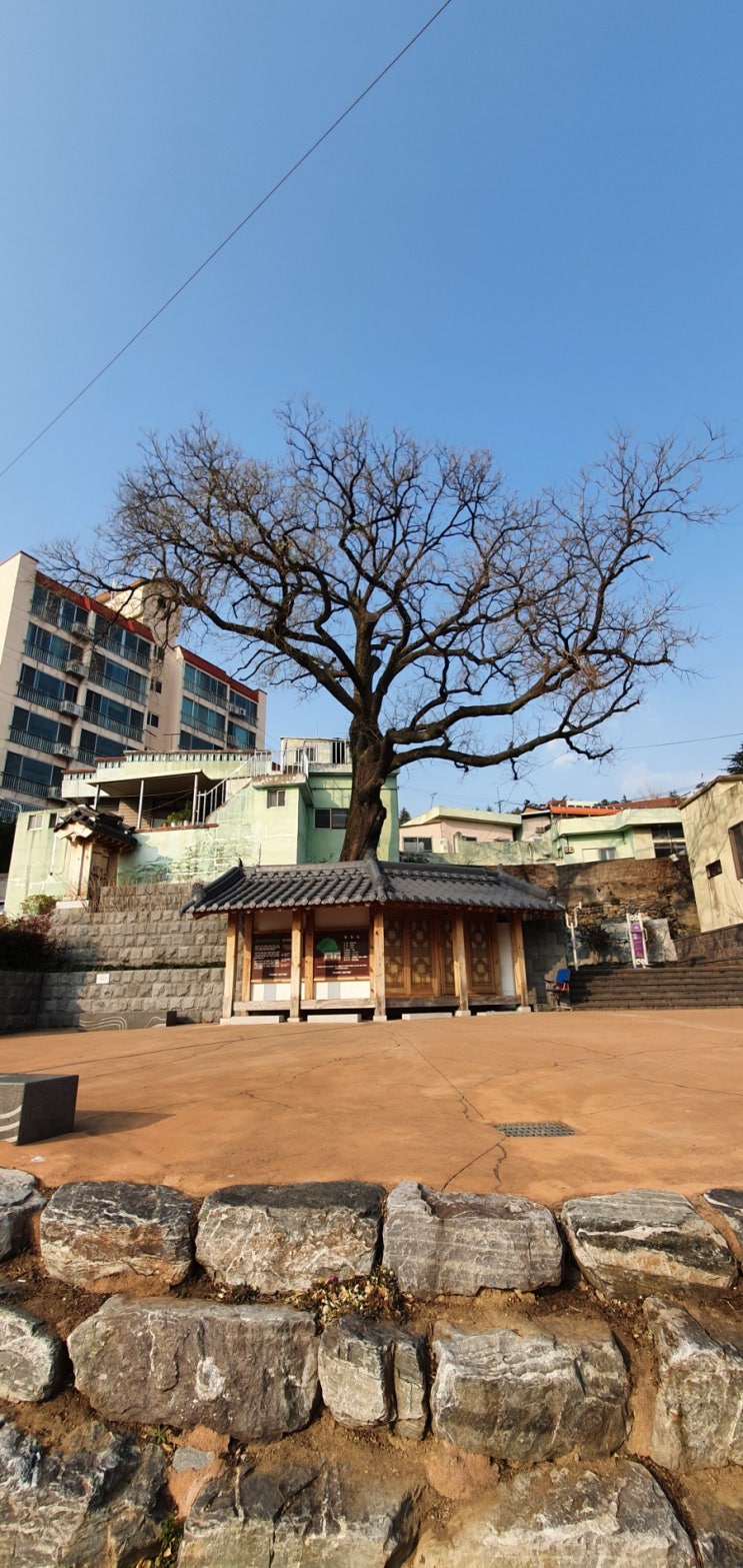  안락동 회화나무 보호수 쉼터