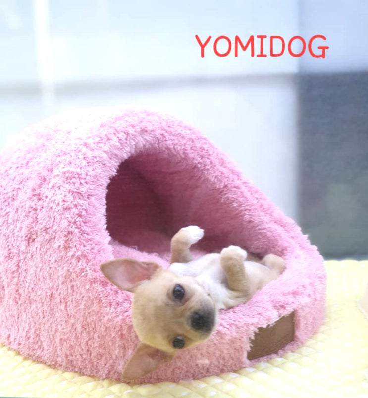  반려동물(애견) 분양 전문샵 도민 이글루하우스 무료쿠폰 정보! (제주시 노형동)