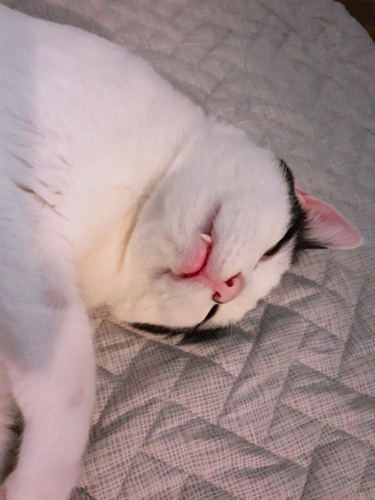  전기장판은 반려냥이 율이것, 집사는 전기세 대신 기타비용 절약방법 생각중!