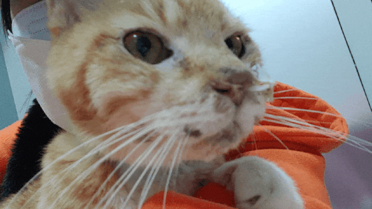 치로, 고양이 급성신부전으로 입원 중이에요 ;ㅅ; 치로, 고양이 급성신부전으로 입원 중이에요 ;ㅅ;