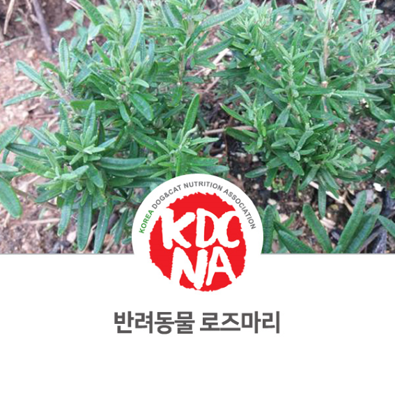  [강아지 고양이 펫푸드 자격증 수원/의정부/고양/송도/하남] 반려동물 로즈마리 허브 먹어도 되나요?_696