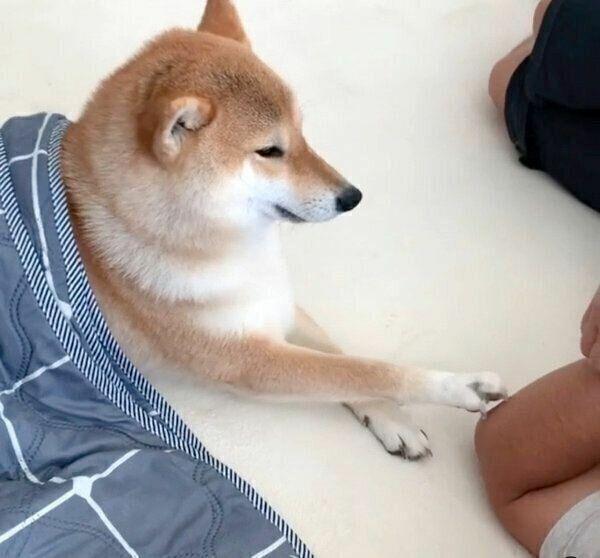  경향이 순종보다 잡종