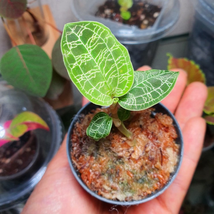  보석란 마코데스 페톨라 (macodes petola)