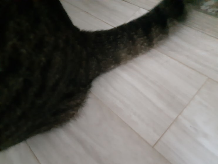  고양이 항문낭 짜야 하나 확인