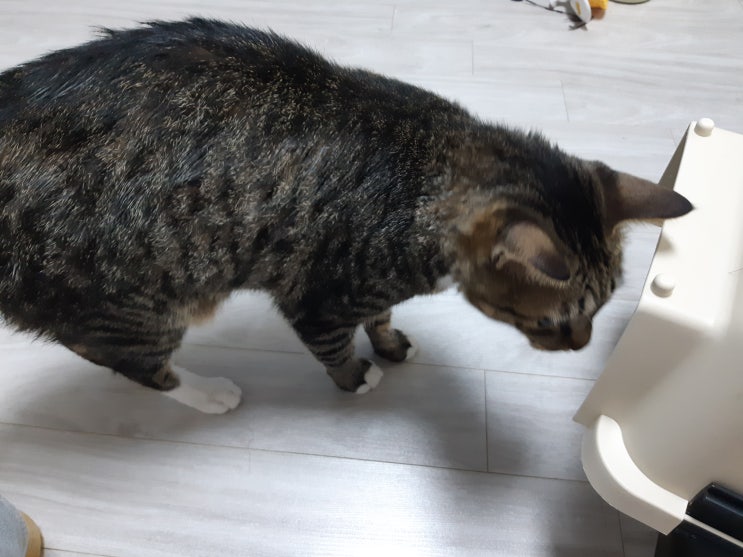  수컷 고양이 잠복고환 구분 의심 진료 받았어요