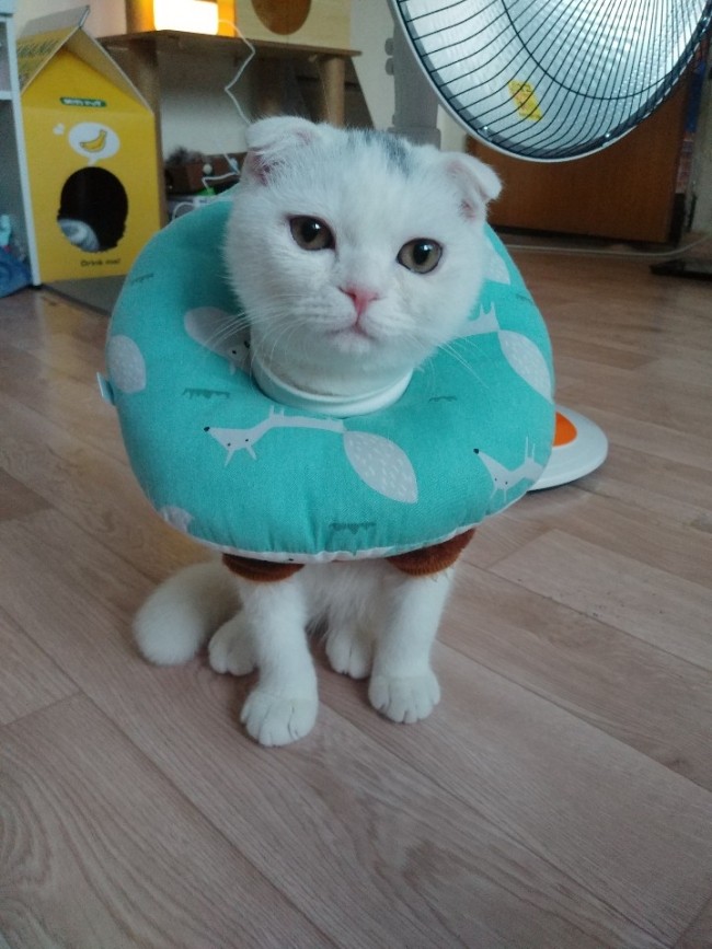  둘째 레인이 근황입니당 :)