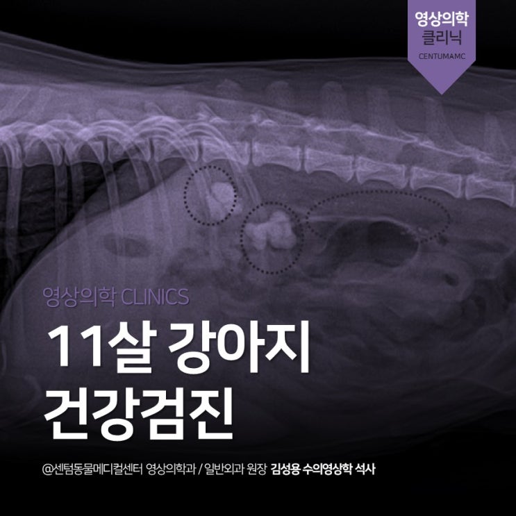  [영상진단전문] 무증상 11살 강아지 건강검진 (신장결석, 요관결석, 관절염, 부산 동물병원)