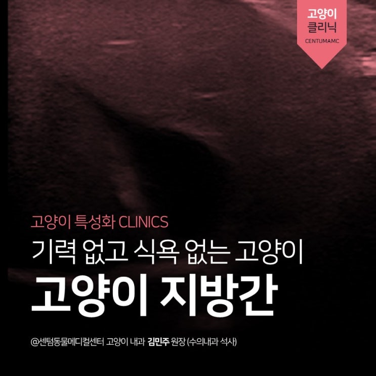 [고양이전문진료] &lt;6살 고양이 지방간&gt; 식도 튜브를 통한 고단백식이 치료 (센텀동물메디컬센터, 부산 수영구 동물병원)