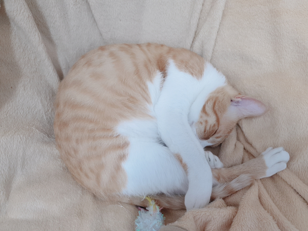  내 고양이 만난 썰, 고양이 키우기 시~작?