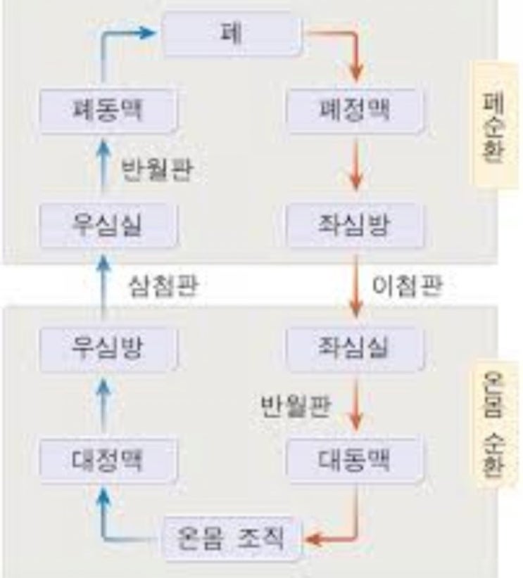  혈액순환은 온몸순환과 폐순환 |  동맥혈 정맥혈 |  유니시티코리아 유여림